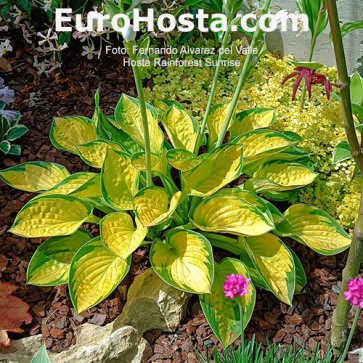 Hosta Rainforest Sunrise