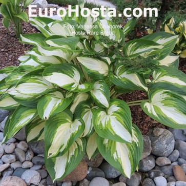 Hosta-Rare-Breed-Eurohosta