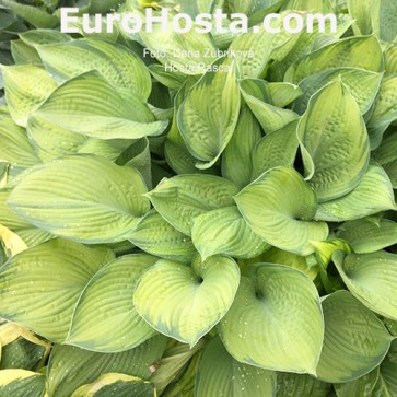 Hosta Rascal -