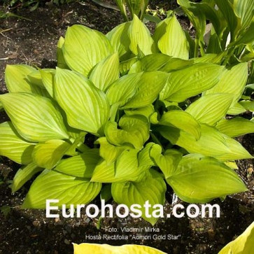 Hosta Aomori Gold Star