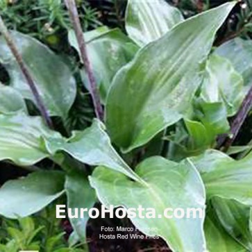 Hosta Red Wine Fries