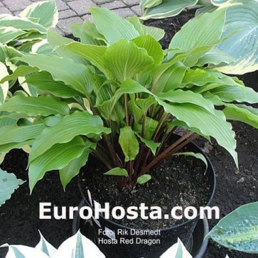 Hosta Red Dragon