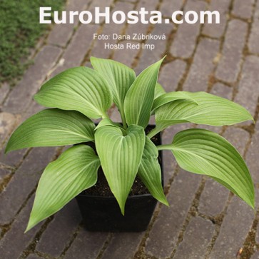 Hosta Red Imp