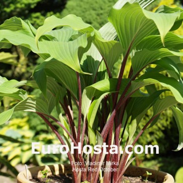 Hosta Red October - Eurohosta