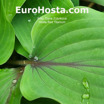 Hosta Red Titanium