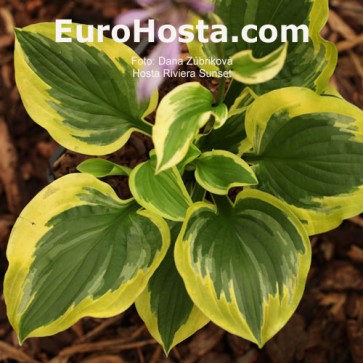 Hosta Riviera Sunset