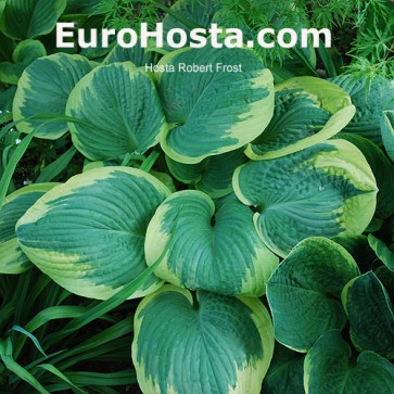 Hosta Robert Frost - Eurohosta