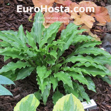 Hosta Roller Coaster Ride