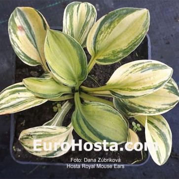 Hosta Royal Mouse Ears