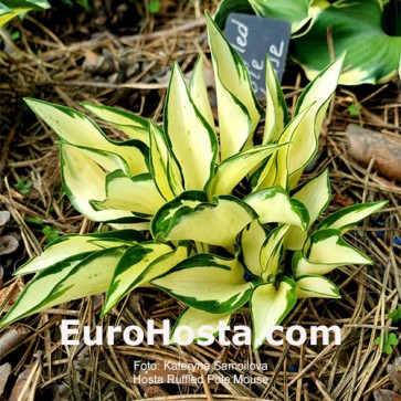 Hosta Ruffled Pole Mouse