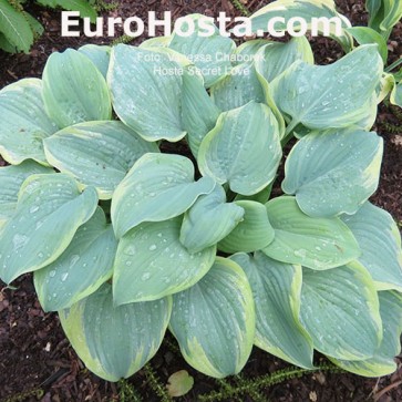 Hosta Secret Love