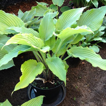 hosta Shifting Perspectives