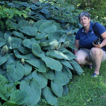 Hosta Sieboldiana Elegans