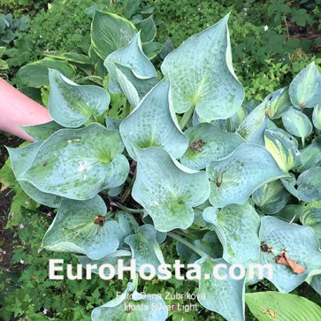 Hosta Silver Light