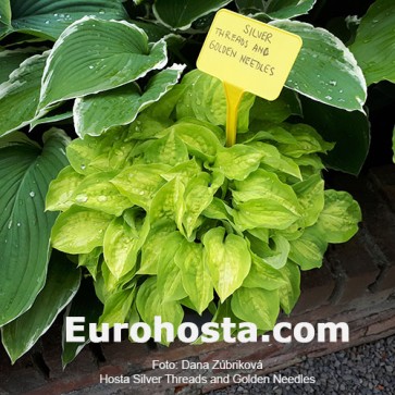 Hosta Silver Treads and Golden Needles - Eurohosta