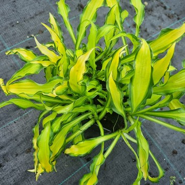 Hosta Sizzle