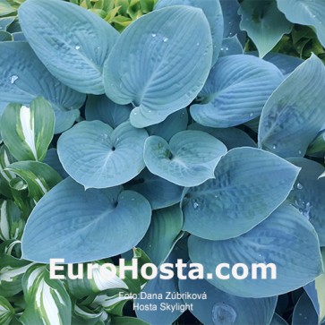 Hosta Skylight