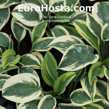 Hosta Sleeping Star - Eurohosta