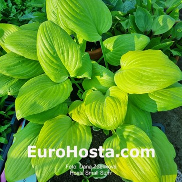 Hosta Small Sum 