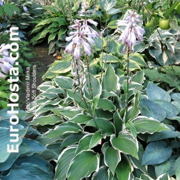 Hosta Soft Shoulders