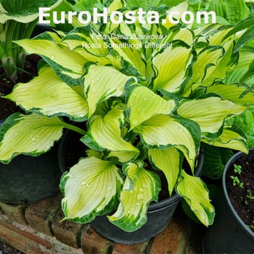 Hosta Something Different - Eurohosta