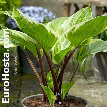 Hosta Sorbet