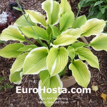 Hosta Splendid Sarah