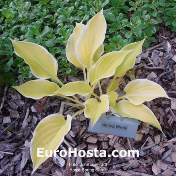 Hosta Spring Break