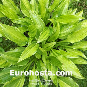 Hosta S.S.Geisha