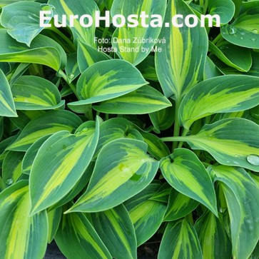 Hosta Stand by Me - Eurohosta