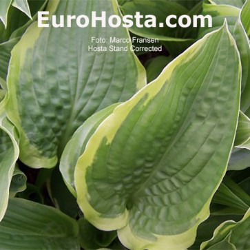 Hosta Stand Corrected