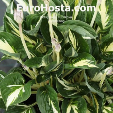 Hosta Sting