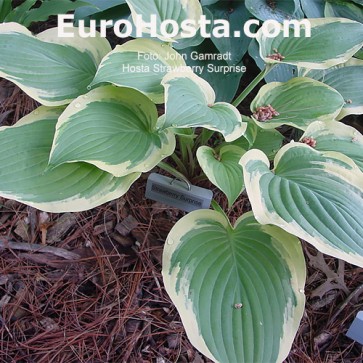 Hosta Strawberry Surprise