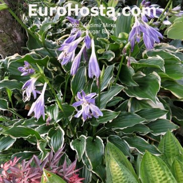 Hosta Sugar Babe