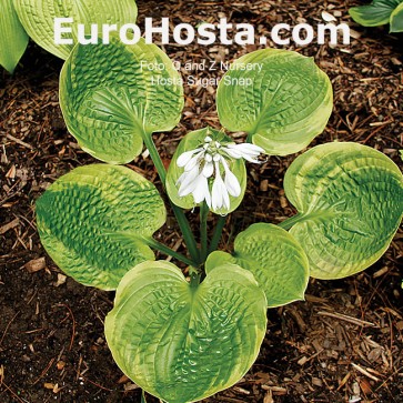 Hosta Sugar Snap