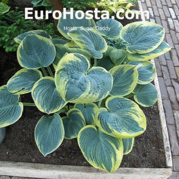 Hosta Sugar Daddy - Eurohosta