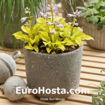 Hosta Sun Mouse