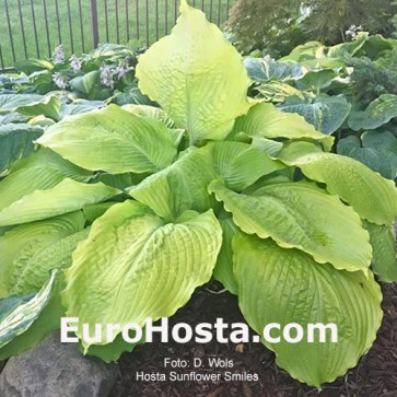 Hosta Sunflower Smiles