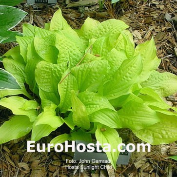 Hosta Sunlight Child