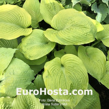 Hosta Sutter's Mill