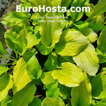 Hosta Sweet Tater Pie