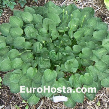 Hosta Teaspoon - Eurohosta