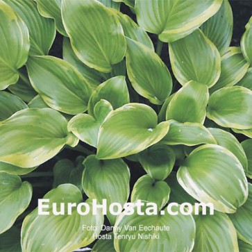 Hosta Tenryu Nishiki