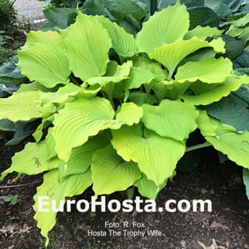 hosta The Trophy Wife