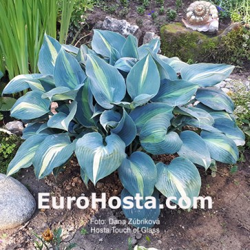 Hosta Touch of Class - Eurohosta