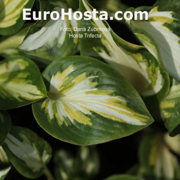 Hosta Trifecta - Eurohosta