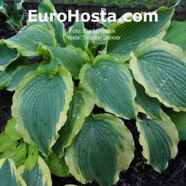 Hosta Tropical Dancer - Eurohosta