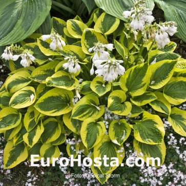 Hosta Tropical Storm - Eurohosta