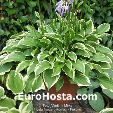 Hosta Tsugaru Komachi Fukurin