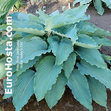 Hosta Valley's Flirt